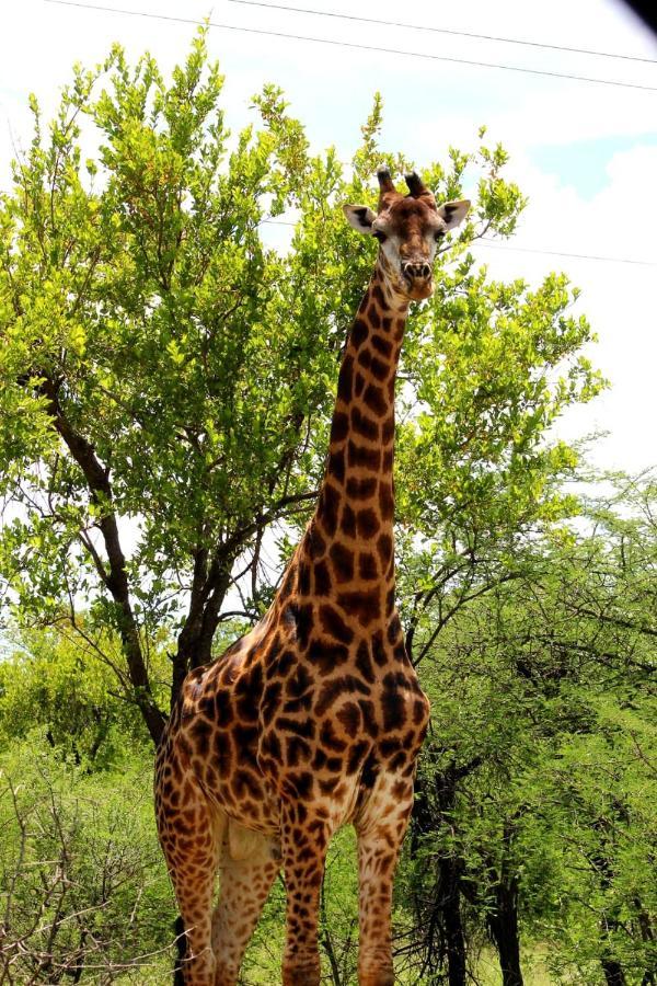 Buffalo Ranch Game * Groblersdal